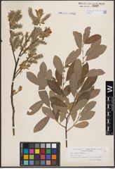 Foto von Salix cinerea L.